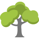 Spokane Trees Removal