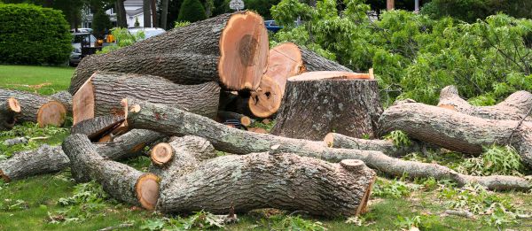 Large Tree Removal in Spokane