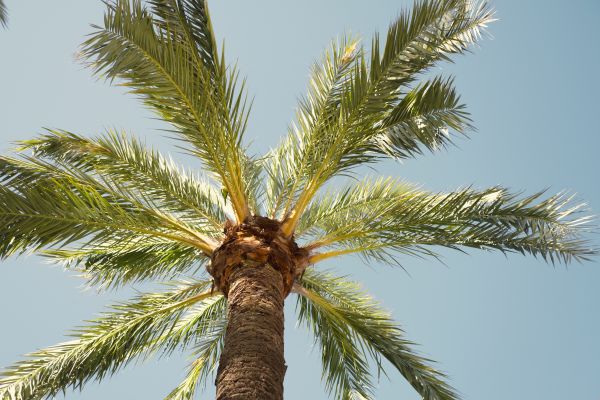 Palm Tree Removal in Spokane