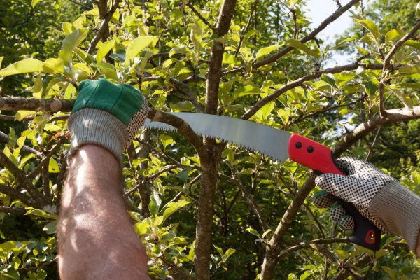 Small Tree Removal in Spokane