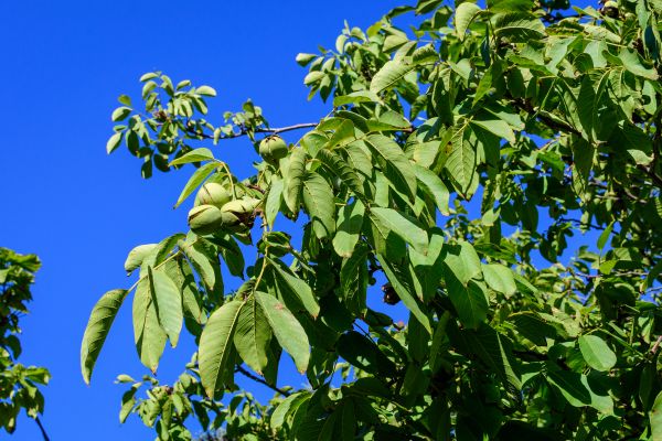 Cost of Walnut Tree Removal in Spokane