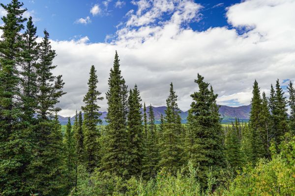 Spruce Tree Removal in Spokane