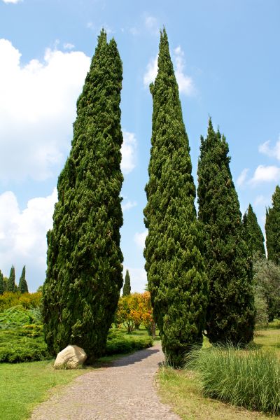 Cost of Cypress Tree Removal in Spokane