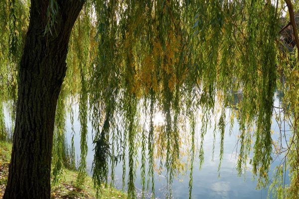 Cost of Willow Tree Removal in Spokane