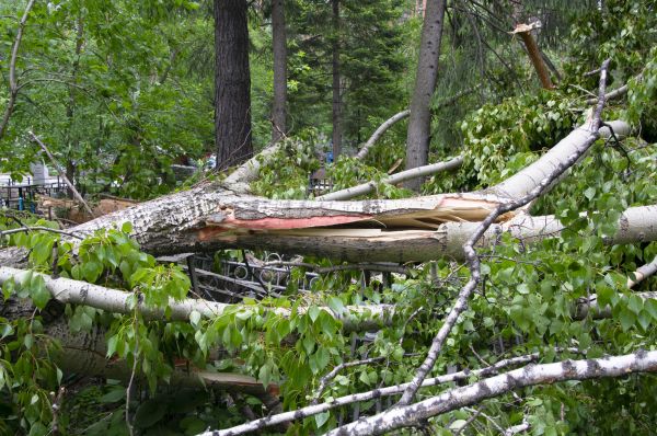 Birch Tree Removal in Spokane