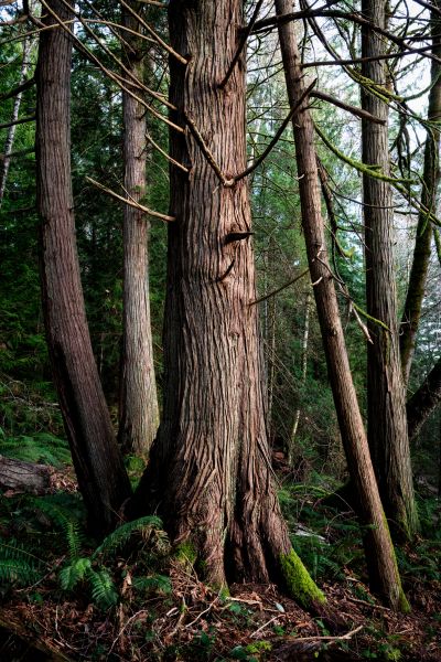 Cost of Cedar Tree Removal in Spokane