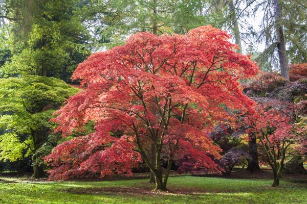 Cost of Maple Tree Removal in Spokane