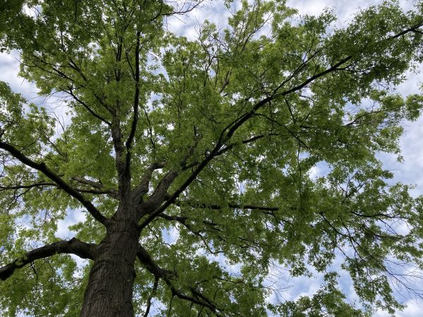 Cost of Oak Tree Removal in Spokane