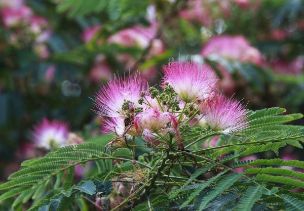 Mimosa Tree Removal in Spokane