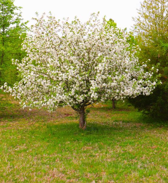 Dogwood Tree Removal in Spokane