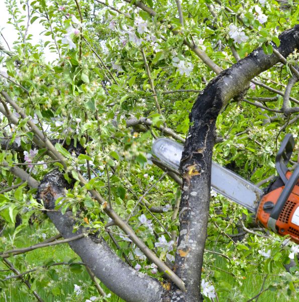 Apple Tree Removal in Spokane