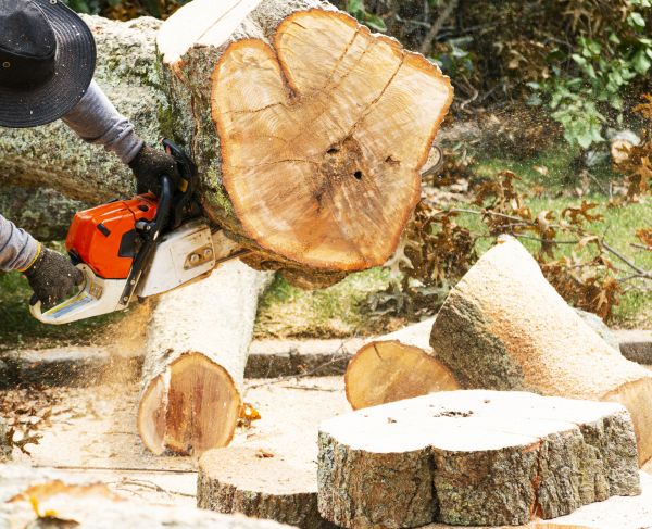 Tree Removal Service in Spokane