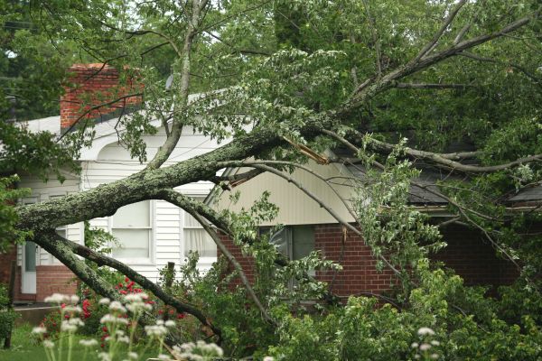 Emergency Tree Removal in Spokane