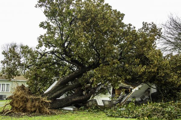 Fallen Tree Removal in Spokane
