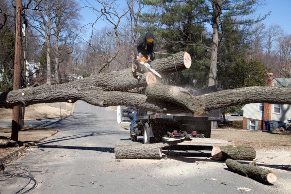 Cost of Residential Tree Removal in Spokane