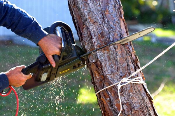 Dead Tree Removal in Spokane