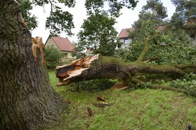 Fallen Tree on Sidewalk