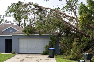 Storm-Damaged Tree Debris