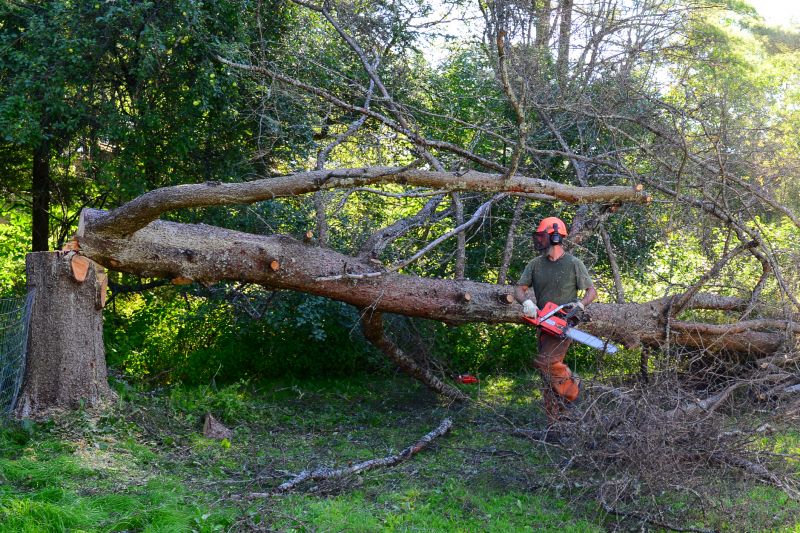 Dead Tree Removal detail