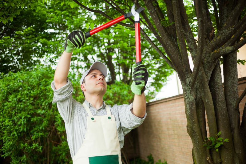 Spring Tree Cutting
