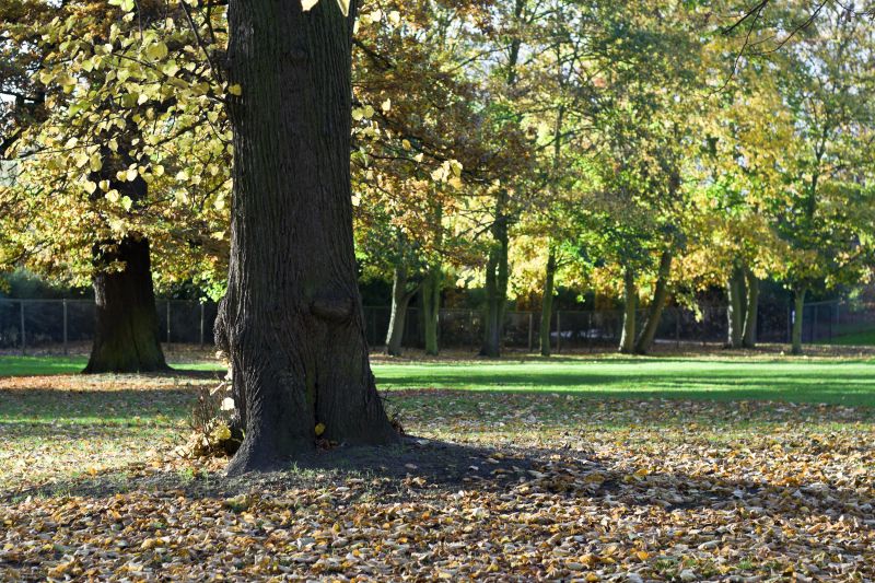 Autumn Tree Felling