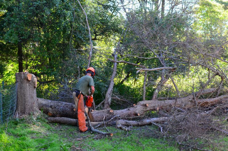 Autumn Tree Cutting