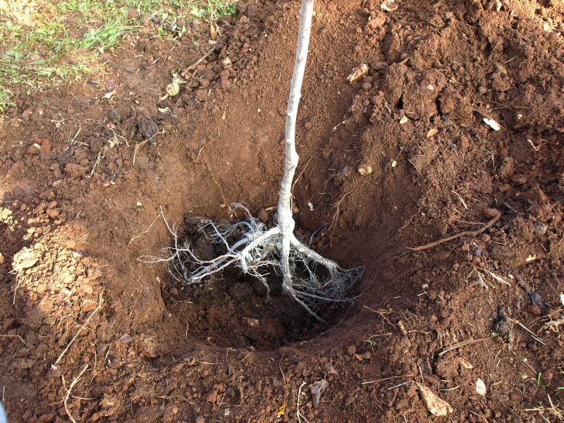 Frozen Soil for Easier Removal