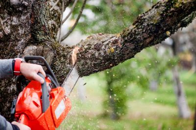 Tree Cutting in Action